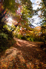 Fototapeta premium 綺麗な鮮やかな紅葉の風景