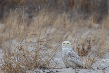 A Snowy Owl perched in the beachgrass.