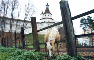 Horse in the paddock on the background of an ancient monastery