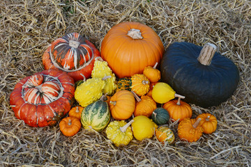 Big pile of fall squashes, pumpkins and ornamental gourds