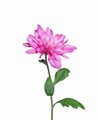 Beautiful pink chrysanthemum isolated on a white background