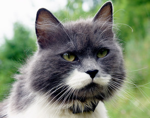 The head of a fluffy mustachioed cat