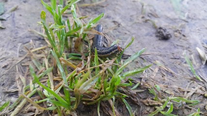 Closeup view of a grey black hornworm eating green leaves in a farmland