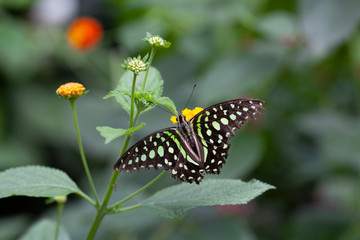Schmetterling makro close
