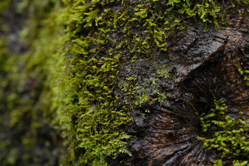 moss grows