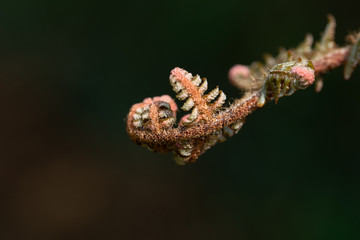Fern unfold