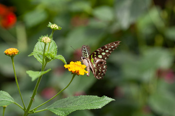 Schmetterling makro close