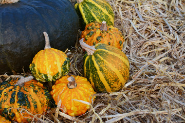 Orange and green ornamental gourds against dark green gourd