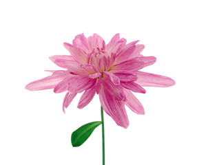 Beautiful pink chrysanthemum isolated on a white background
