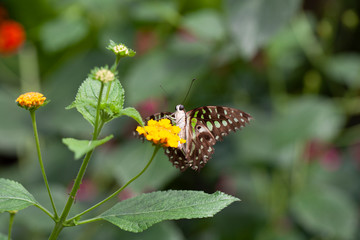 Schmetterling makro close