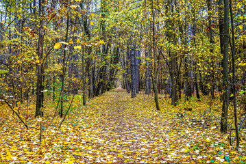 Obraz premium 04_Autumn in park Boris III, Sofia, Bulgaria