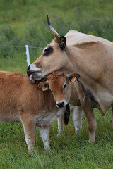 Obraz premium Vache Aubrac et son veau
