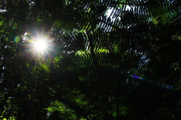 Fototapeta na wymiar Arvores na Floresta da Serra da Cantareira