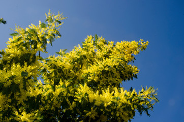 mimosa 0016