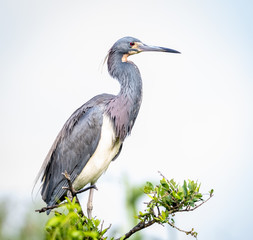 Heron lookout