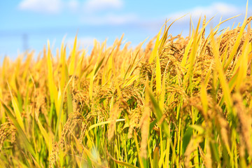 Obraz premium Mature rice in rice field,