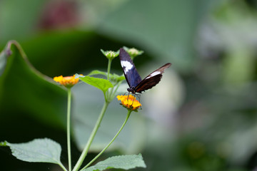 Fototapeta premium Schmetterling makro close