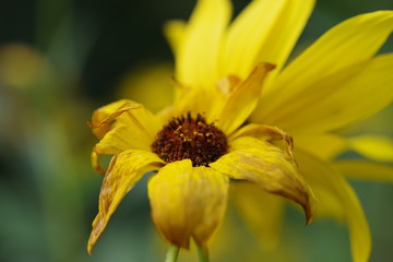 Fleur jaune en fin de floraison