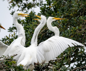 egret conversation