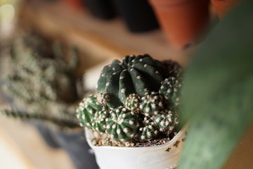 Cactus plant on the pot at cactus farm under sunlight.