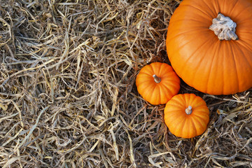Two Jack Be Little pumpkins with large orange pumpkin