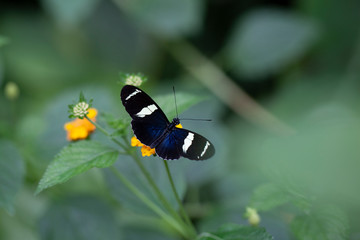 Schmetterling makro close