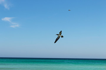 Passaros no mar do paraiso