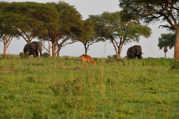 Naklejka na ściany i meble Ugandan antelopes and elephants at sunrise in Queen Elizabeth NP, Uganda.