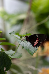 Obraz premium Schmetterling makro close