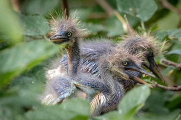 baby herons