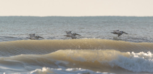 pelican surf