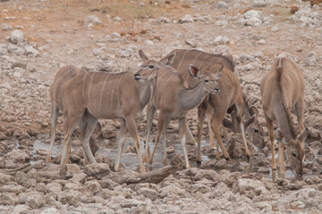 Greater Kudu at the waterhole, Etosha national park, Namibia, Africa