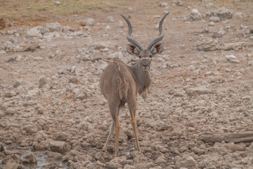 Greater Kudu at the waterhole, Etosha national park, Namibia, Africa