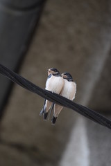 Hirondelles sur un fil électrique © lucille