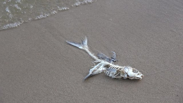 dead fish skeleton on beach sand and waves