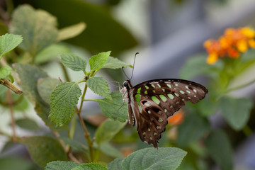 Schmetterling makro close