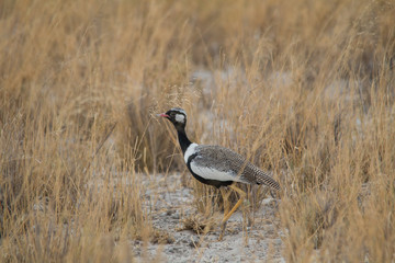 Northern black korhaan walking in the grassland, Etosha national park, Namibia, Africa