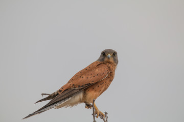 Rock kestrel sitting in a tree, Etosha national park, Namibia, Africa