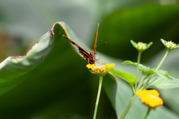 Schmetterling makro close