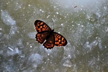 Papillon sur une vitre