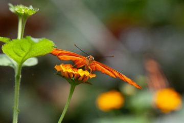 Schmetterling makro close