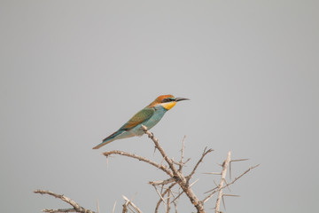 European Bee eater sitting in a tree, Etosha national park, Namibia, Africa