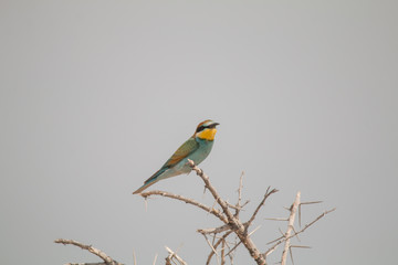 European Bee eater sitting in a tree, Etosha national park, Namibia, Africa