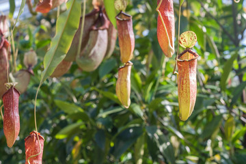 Nepenthes rafflesiana tropical pitcher plants