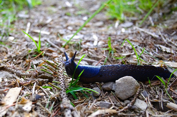 Black slug close up on the ground. Also know as black arion or arion ater