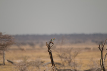 European Bee eater sitting in a tree, Etosha national park, Namibia, Africa