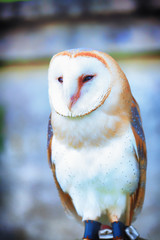 Snowy owl, barn owl - bird of prey – with hook beak and tan and white feathers. Predator, a wild...