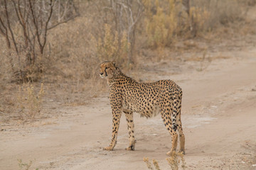 Cheetah walking and standing in the savanna, Etosha national park, Namibia, Africa
