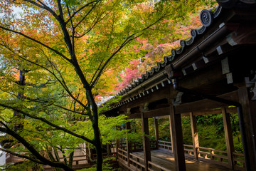 秋の紅葉シーズンの京都のお寺の風景