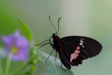 Schmetterling makro close